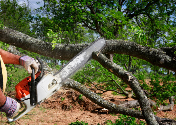 Best Commercial Tree Removal  in USA